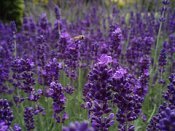 Lavender in the Herbal Tea Garden