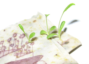Grow-A-Note seed embedded plantable paper by Green Field Paper Company
