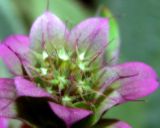 Bergamot or Beebalm in the Herbal Tea Garden