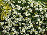 Chamomile in the Herbal Tea Garden