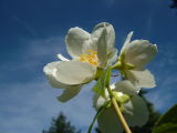 Jasmine in the Herbal Tea Garden