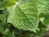 Lemon Verbena in the Herbal Tea Garden