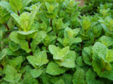 Peppermint in the Herbal Tea Garden