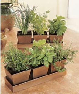 Potted Herb Plants Garden Kit