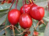 Rose Hips in the Herbal Tea Garden