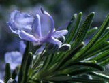 Rosemary in the Herbal Tea Garden