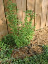 Stevia in the Herbal Tea Garden