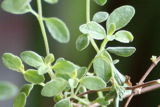 Thyme in the Herbal Tea Garden