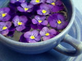 Violets in the Herbal Tea Garden